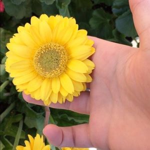 Meet your Posher, Brook